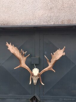 Trofeje, parožie - 3