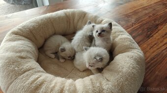 Ragdoll - 3