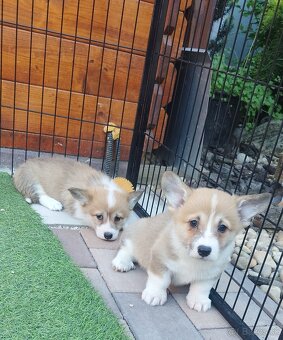 Welsh corgi - 3