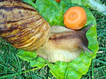 AFRICKÝ SLIMÁCI LISSACHATINA RETICULATA  VEĹKÉ JEDINCE - 3