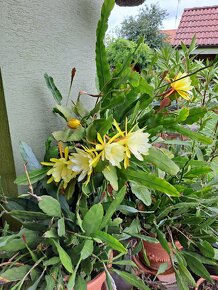 Epiphylum - listový kaktus žlto-biely - 3