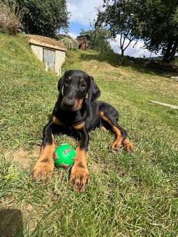 Doberman šteniatko-Psik - 3