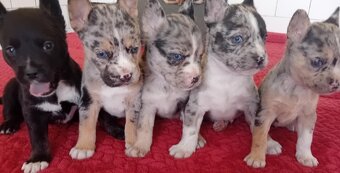 Francúzsky buldoček Blue Merle - 3