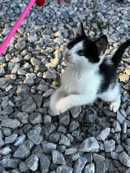 Darujeme 2,5 mesačne maciatka - 3
