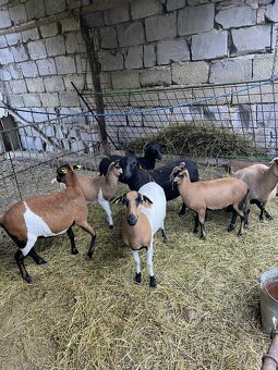 Kamerunske ovce, jahňatá, ovečky, baránky jahničky - 3