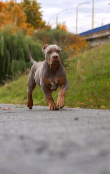 American Bully XL (Pitbull XXL) - - 3