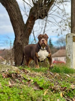 American Bully XL (Pitbull XXL) - 3