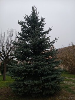 vianocny stromcek strieborny smrek 4,5m - 3