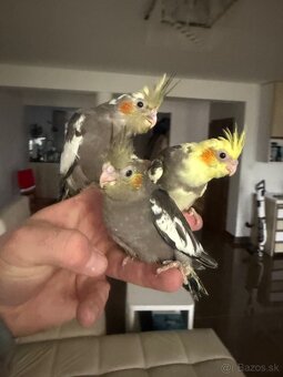 Korely Maznačikovia ručne dokrmene - 3
