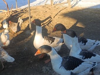 Predam pomoranske husi - 3