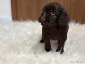 Labradoodle (goldendoodle) sucka - 3