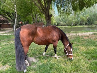 Quarter horse - 3