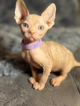 Kanadsky Sphynx - 3