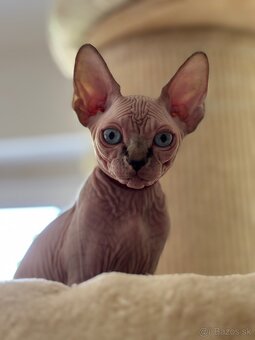 Kanadsky Sphynx - 3