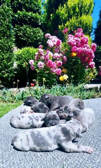 Cane corso Merle - 3