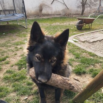 Predám vlciaka dlhosrsteho 2 ročného je to sučka - 3