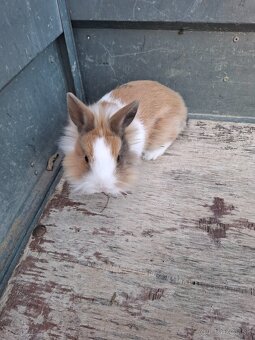 Predám zdrobnele kraliky - 3