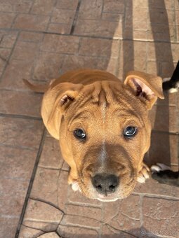 Americký staford - 3