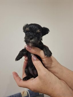 Yorkshirsky teriér - 3