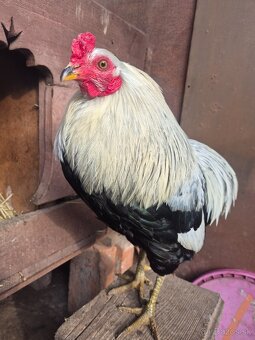 Araucana striebrokrka- kohút - 3