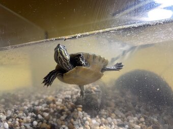 Predám vodnú koritnačku - 3