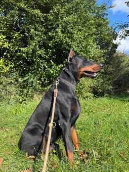 Doberman na krytie - 3