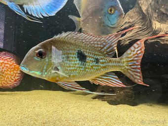 Geophagus taeniopareius Wild - 3