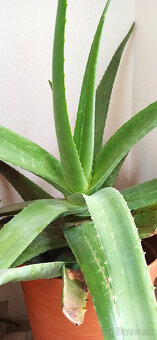 Aloe vera - 3