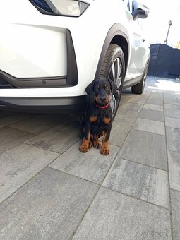 Doberman šteniatka - 3