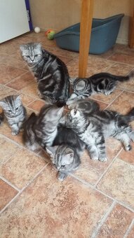 Whiskas mačiatka - 3