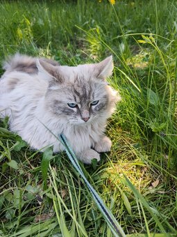 Kocúr ragdoll na krytie - 3