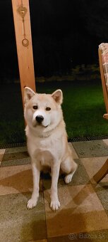 Akita inu - 3