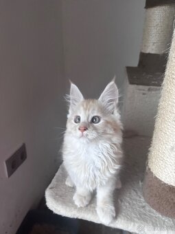 maciatko Fenix s PP/maine coon - 3