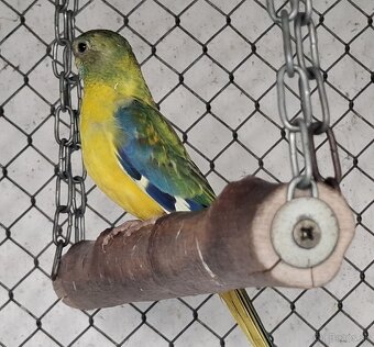 Neoféma tyrkysová žltobruchý opalín - 3