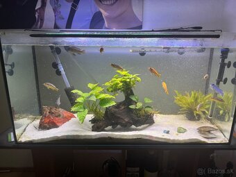 Predam 200 litrove akvarium - 3