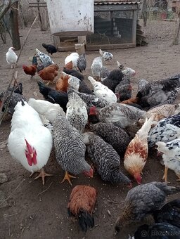 Ponúkam na predaj kohútov - 3