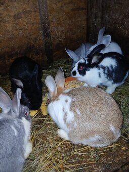 Predám králiky - 3