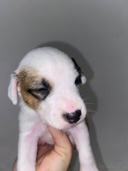 Šteniatka Jack Russel terier - 3