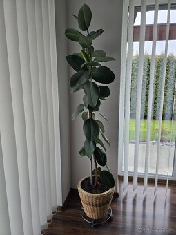 Ficus Elastica Robusta - 3