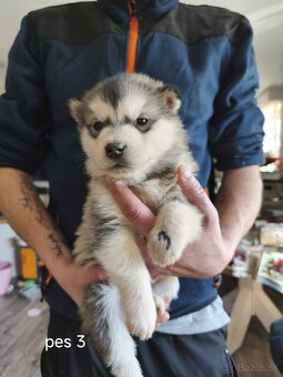 Šteniatka Aljašský malamut - 3