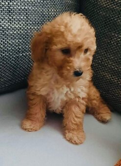 Predám mini toy pudle – šteniatka - 3
