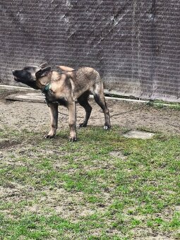 Belgický ovčiak - 3