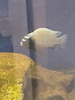 Pseudotropheus Polit - 3