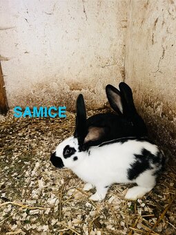 PREDÁM mladé 3,5 mesačne kraliky NEMECKY OBROVITÝ STRAKAC - 3