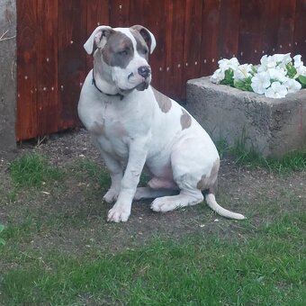 American bully xl/xxl - 3