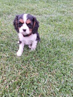 Cavalier king charles spaniel - 3