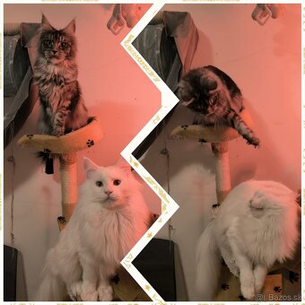 ❤️❤️❤️Maine coon mačiatka mainska myvala mačka ❤️❤️❤️ - 3