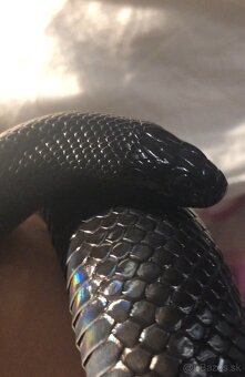 Lampropeltis getula nigrita - Koralovka mexická - 3