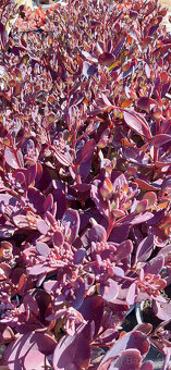 Rozchodník Plum Dazzled - 3