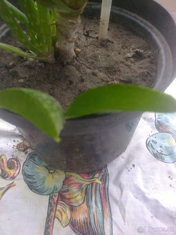 Kaktus Aloe Vera tučnolist. - 3